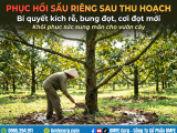 Phục hồi sầu riêng sau thu hoạch: Bí quyết kích rễ, bung đọt