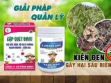 Kiến Đen Gây Hại Sầu Riêng – Dấu Hiệu Nhận Biết và Cách Xử Lý Hiệu Quả