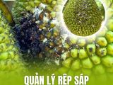 QUẢN LÝ RỆP SÁP TRÊN CÂY MÍT: ĐỪNG ĐỂ 