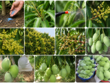 Kỹ thuật kích hoa nghịch vụ cho cây ăn trái trúng đậm giá cao