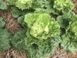 CÁCH QUẢN LÝ DỊCH HẠI TRÊN BẮP CẢI GIÚP CÂY PHÁT TRIỂN XANH TỐT
