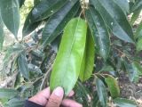 Biểu Hiện Cây Sầu Riêng Đủ Lân Khi Tạo Mầm – Liều Lượng Và Cách Bổ Sung Hiệu Quả