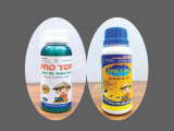 Kiểm Soát Bọ Xít Muỗi Và Nấm Bệnh Trên Sầu Riêng Trong Thời Tiết Nắng Nóng, Mưa Đầu Mùa