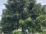 Hướng Dẫn Kỹ Thuật Đậy Mũ Sầu Riêng Để Xử Lý Ra Hoa Hiệu Quả
