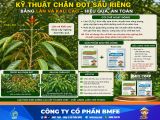 Kỹ thuật chặn đọt sầu riêng bằng Lân và Kali cao hiệu quả