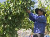 Giá tiêu hôm nay 18/03 chạm đáy 5 tháng: Nhà nông nên
