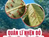 Quản lý nhện đỏ trên cây sầu riêng sao cho hiệu quả, ít tái phát?