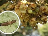 Bọ Trĩ Hại Hoa Sầu Riêng – Tác Hại, Dấu Hiệu và Cách Phòng Trừ Hiệu Quả