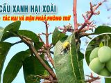 Câu Cấu Xanh – Nỗi Lo Lắng Của Nhà Vườn Trồng Xoài