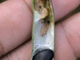 SÂU ĐỤC TRÁI ĐẬU – MỐI NGUY HIỂM TIỀM ẨN TRONG SẢN XUẤT ĐẬU ĐỖ