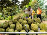 VƯỜN SẦU RIÊNG THEO QUY TRÌNH BMFE CHÍNH THỨC BƯỚC VÀO MÙA THU HOẠCH – CHẤT LƯỢNG VƯỢT KỲ VỌNG