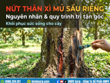 Nứt thân xì mủ sầu riêng: Nguyên nhân và quy trình trị tận gốc