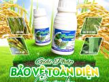 Phaybuc 250SC – Giải pháp bảo vệ toàn diện cho cây lúa, nâng cao năng suất bền vững