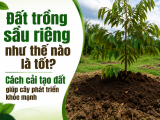 Đất trồng sầu riêng như thế nào là tốt? Cách cải tạo đất giúp cây phát triển khỏe mạnh
