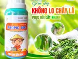 Giải pháp phòng trị cháy lá trên hồ tiêu – Phục hồi cây nhanh chóng với PROPIC 300