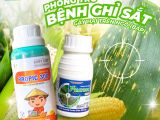 Bệnh Gỉ Sắt Trên Ngô (Bắp) – Nguyên Nhân, Triệu Chứng và Biện Pháp Phòng Trừ Hiệu Quả