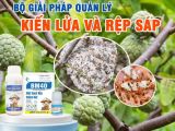 Mối Quan Hệ Giữa Kiến Lửa và Rệp Sáp Trên Trái Mãng Cầu Na – Tác Hại và Giải Pháp Quản Lý Hiệu Quả