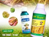 BM SUPER K + PRO TOP – Giải pháp cho lúa chắc tới cậy, hạt to, sáng đẹp, lá xanh khỏe