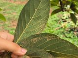 Rệp Sáp Dính (Rệp Vẫy) Trên Cây Bơ – Nguyên Nhân Và Cách Phòng Trừ Hiệu Quả