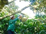 Sầu riêng Đam Rông phát triển bền vững, nâng tầm thương hiệu xuất khẩu