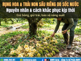Rụng hoa rụng trái non sầu riêng do sốc nước: Cách khắc phục