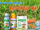Đạo Ôn Sụp Mặt Trên Lúa – Nguyên Nhân, Dấu Hiệu Và Giải Pháp Quản Lý Hiệu Quả