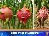 Kỹ thuật giúp thanh long lên màu đẹp và bí quyết giữ tai xanh