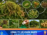 Quản lý bệnh chổi rồng trên cây nhãn và cách phòng trừ
