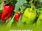 Cách Sử Dụng Phân Bón Lá Giúp Ớt Lên Màu Đẹp, Trái Bóng Mướt