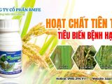 Bệnh than đen trên lúa (Ustilaginoidea virens) – Nguyên nhân, triệu chứng và giải pháp quản lý tổng hợp