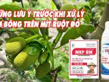 Những Lưu Ý Trước Khi Xử Lý Làm Bông Trên Mít Ruột Đỏ