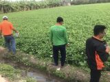 Chi Phí Và Năng Suất Trên 1 Công Rau Muống Ở Châu Phú, An Giang – Bà Con Cần Biết!