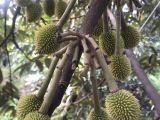 GIẢI PHÁP GIÚP TRÁI LỚN NHANH, XANH GAI, CHỐNG RỤNG SINH LÝ HIỆU QUẢ!