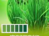 Cách Sử Dụng Bảng So Màu Lá (LCC) Để Tối Ưu Lượng Đạm Cho Lúa