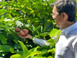Mận hồng Sân Tiên – Giống mận chịu mặn tiền tỷ giữa Cù Lao Dung