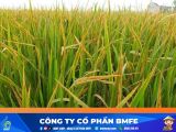 Cách xử lý ngộ độc hữu cơ trên lúa hiệu quả cho nhà nông