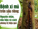 Bệnh xì mủ trên sầu riêng: Nguyên nhân, dấu hiệu và cách phòng trị hiệu quả
