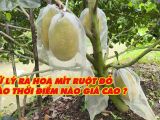 Xử Lý Ra Hoa Mít Ruột Đỏ Vào Thời Điểm Nào Giá Cao?