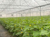 Đến Năm 2030, Phấn Đấu Ít Nhất 50% Hợp Tác Xã Nông Nghiệp Liên Kết Với Doanh Nghiệp
