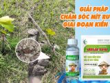 Nguyên Nhân Khiến Mít Ruột Đỏ Mới 3 Tháng Tuổi Vàng Lá, Rụng Lá và Suy Cây