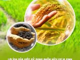 Lợi Ích Của Việc Sử Dụng Phân Hữu Cơ Vi Sinh Trong Canh Tác Lúa Bền Vững