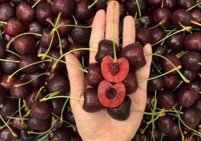 Cherry Mỹ về Việt Nam đắt gần gấp đôi, lên tới 800.000đ/kg