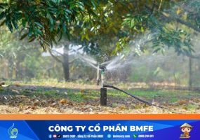 Kỹ thuật tưới nước sầu riêng mùa nắng 