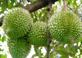 Mã số vùng trồng sầu riêng tăng, vì sao giá Tây Nguyên vẫn giảm?