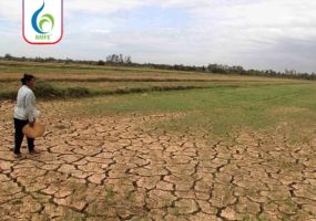 Hạn mặn 2026: Giải pháp bảo vệ và giải độc mặn sầu riêng từ BMFE CORP