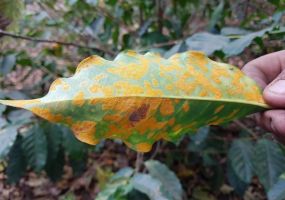 កាហ្វេ – ជំងឺកាំបោរដោយ Hemileia: ផលប៉ះពាល់ និងបច្ចេកទេសគ្រប់គ្រង