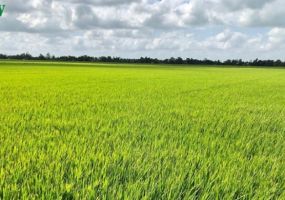ការគ្រប់គ្រងទឹកប្រកបដោយសន្សំសង្រាក់ – ការធ្វើស្រែសើម-ស្ងួតច្រើនដំណាក់កាលសម្រាប់ដំណាំស្រូវ