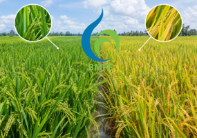 Cùng một ruộng lúa, tại sao chỗ xanh – chỗ vàng?