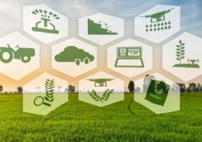 Bảo hiểm nông nghiệp và Tín dụng xanh 2026: Lá chắn tài chính cho nhà nông