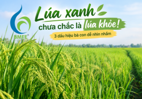 Lúa xanh chưa chắc là lúa khỏe! 3 dấu hiệu bà con dễ nhìn nhầm